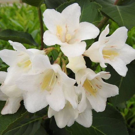 Weigela 'Candida' - 50-60 cm pot