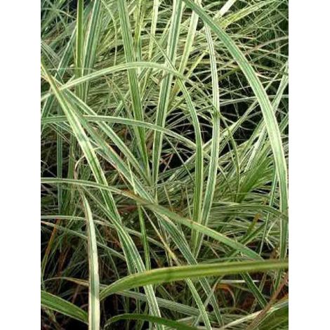 Eulalie, Roseau de Chine 'Variegatus' Godet de 8/9 cm (1/2)