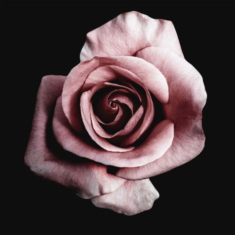 Tableau fleuri noir et rose idéal pour chambre | Tableau sur toile moderne rose | Tableau fleur rose design pour salle à manger 0,5 x 0,5 m (1/2)
