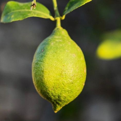 PIANTA DI LIMONE LISCIONE in fitocella - età 2/3 anni (foto reali)