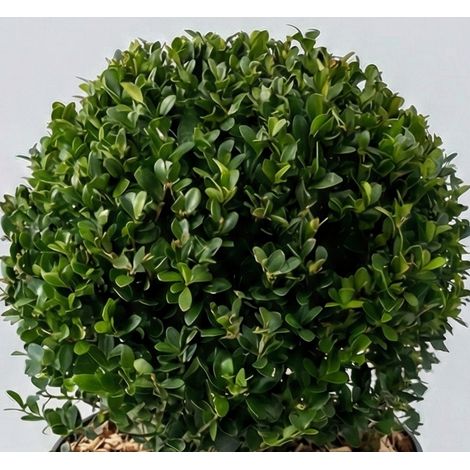 Ilex Crenata Dark Green Globo in Vaso da 17cm