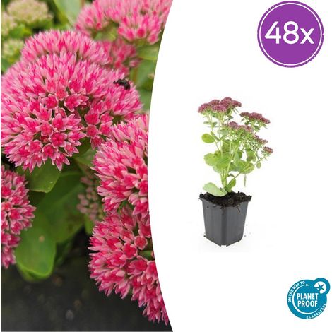 Lot de 48 Sedum 'Herbstfreude' Orpin d'Automne Plante Vivace Rose H10-25cm Ø9cm - PANGIVO