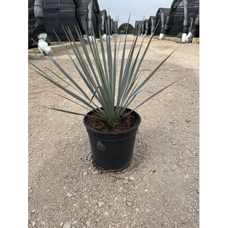 Yucca Rostrata Pot 21 cm Plante Grasse Architecturale Résistante au Gel