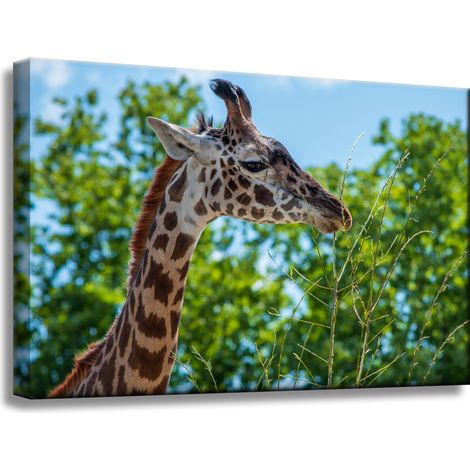 Leinwanddruck Tiere Giraffe 60x40 cm