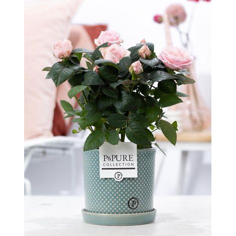 Rose Rose Pâle en Pot Céramique - Plante d'Intérieur Décorative - Ø 12 cm x H 30 cm - PANGIVO