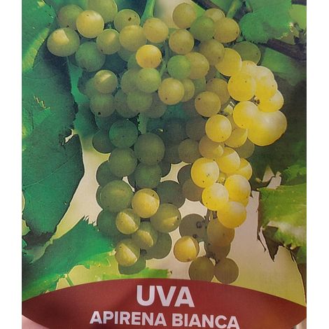 Uva Apirena Bianca - pianta di 3 anni