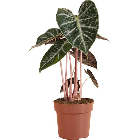 Bloomique - Alocasia Pink Dragon - Oreille d'éléphant - Plante d'intérieur - Dépolluante - Hauteur 50-70 cm - Pot 17 cm