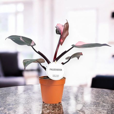 Gardenaria Philodendron 'Burgundy Prince' - Pianta da interno ornamentale - Altezza: 25 cm (vaso 12) (1/5)
