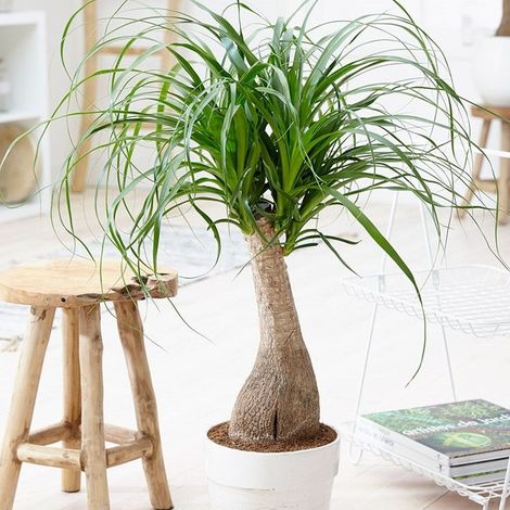 1 PIANTA DI BEUCARNEA IN VASO 22CM DA INTERNO APPARTAMENTO PURIFICA ARIA