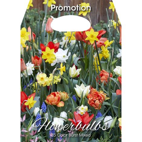 Mix Bulbi da Fiore Color Burst 35 Bulbi