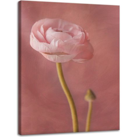 Leinwanddruck Botanik Rosa Pfingstrose 30x40 cm
