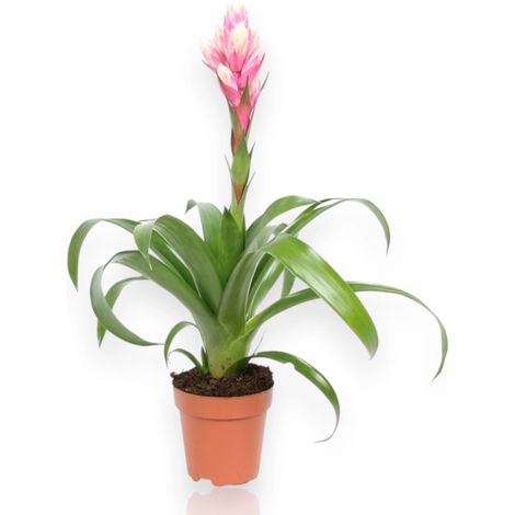 Gardenaria Guzmania 'Candy' - Pianta da interno ornamentale - Altezza: 50 cm (vaso 12) (1/5)