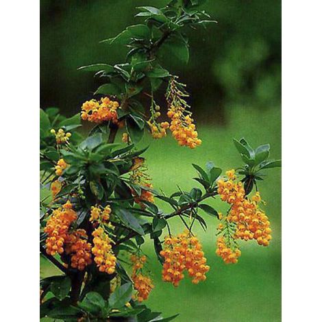 Épine-vinette de Darwin Pot de 2L/3L (1/3)