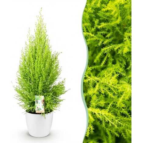 Cupressus Gold Crest Wilma - Conifère d'intérieur Décoratif - Pot Blanc 21cm - Hauteur 85-95cm - PANGIVO (1/5)