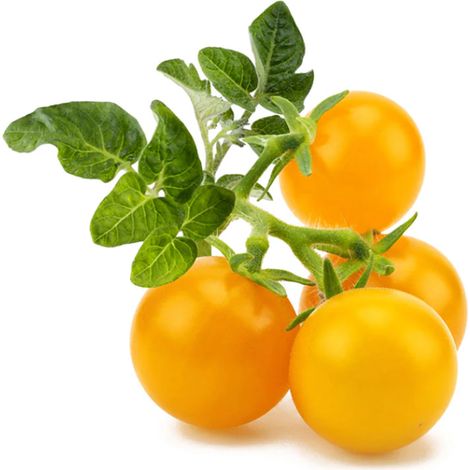 Click and Grow - Smart Garden Refill 3-pack Yellow Tomato