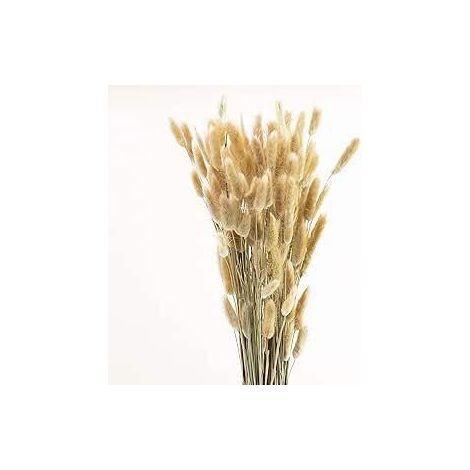 Lagurus essiccati, ovoidali, naturali, 70 cm