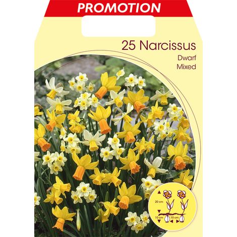 NARCISI DWARF MIXED (CONFEZIONE DA 25 BULBI)