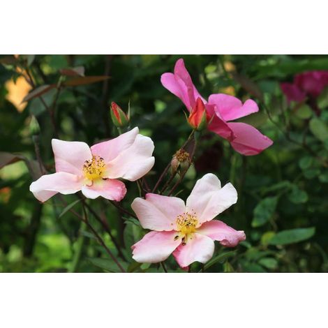 Gardenaria Rosa 'Chinensis Mutabilis' - Rosa da giardino - Altezza: 40/50 cm (vaso20) (1/3)