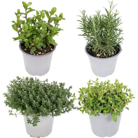 Mélange de Plantes Aromatiques Lot de 4 Herbes de Jardin Pot Ø14 cm Hauteur 18 cm - PANGIVO