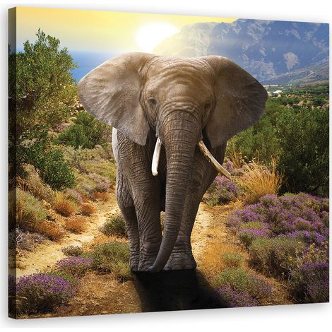 Quadro su tela, Elefante al tramonto - 30x30 (1/4)