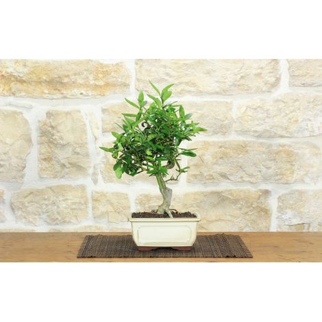 Bonsai di Citrus Kinzu (17)
