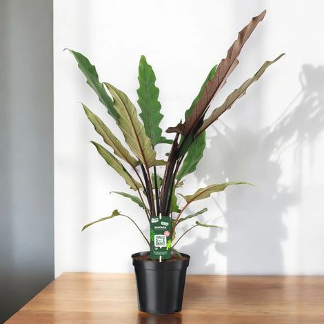 Gardenaria Alocasia lautebarchiana - Pianta da interno ornamentale - Altezza: 80 cm (vaso 19)