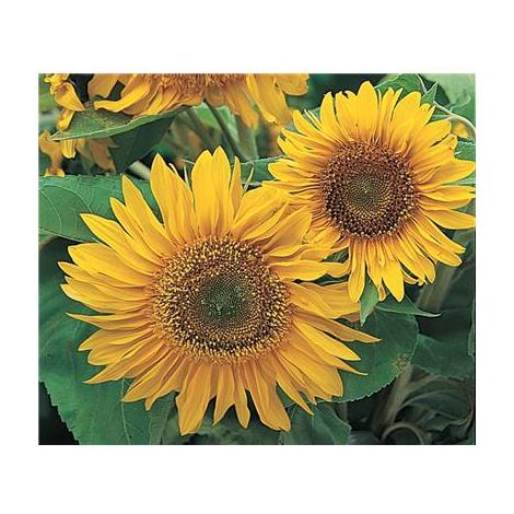 SOLEIL UNIFLORUS GIGANTEUS - 3 G