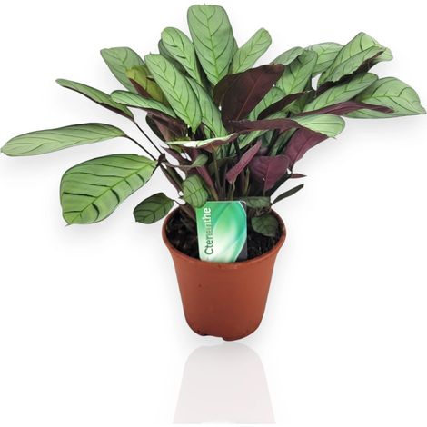 Gardenaria Ctenanthe burle-marxii - Pianta da interno ornamentale - Altezza: 45 cm (vaso 14) (1/4)