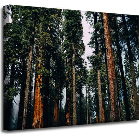 Leinwanddruck Natur Wald Nadelbäume 50x40