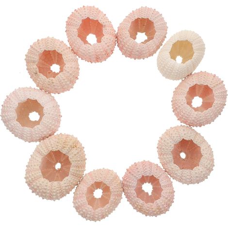 Pi ces Coquille Oursin Naturelle D coration Coquille Jardini (1/5)
