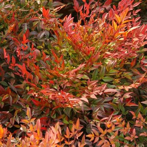 Gardenaria Nandina domestica 'Moon Bay' - Arbusto ornamentale da giardino - Altezza: 40/60 cm (vaso19)
