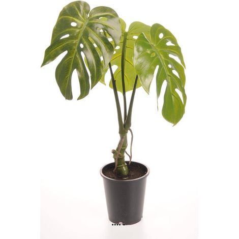 Monstera deliciosa artificielle en pot H 60 cm, D 42 cm (1/3)