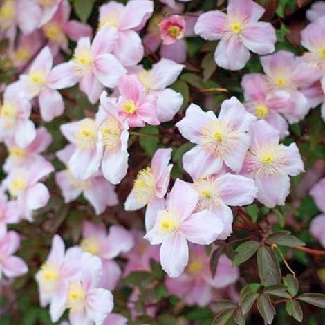 Clematis montana 'Mayleen' - Clématite - 50-60 cm en pot : Plante grimpante à croissance rapide avec des fleurs roses au printemps. (1/3)