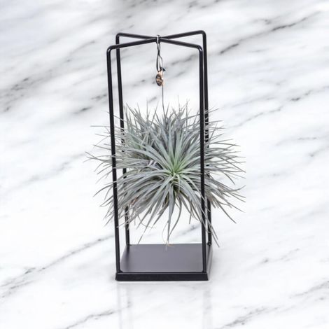Gardenaria Tillandsia 'Cube' - Pianta da interno ornamentale - Altezza: 30 cm (vaso 17) (1/4)