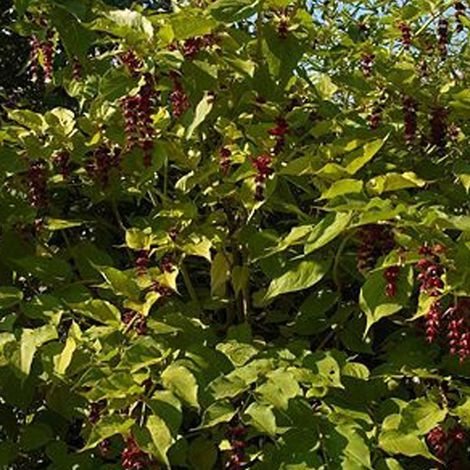 Arbre aux faisans - Leycesteria formosa  - 40-50 cm pot