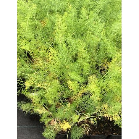 x Foeniculum vulgare - Venkel ou knolvenkel - pot 9 x 9 cm
