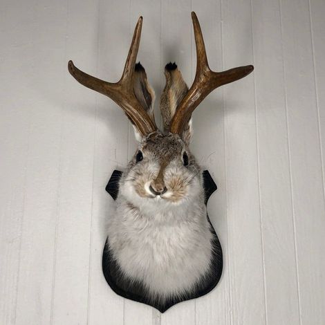 Tête De Lapin Avec Cornes - Décoration Murale En Résine - Accrochage Murale - Pour Décoration Intérieure - 1 Pièce (1/5)
