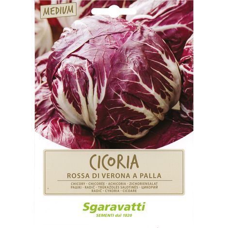 SEMI PER ORTAGGI E VEGETALI cicoria rossa di verona a palla Q.TA 20 cicoria rossa di verona a palla