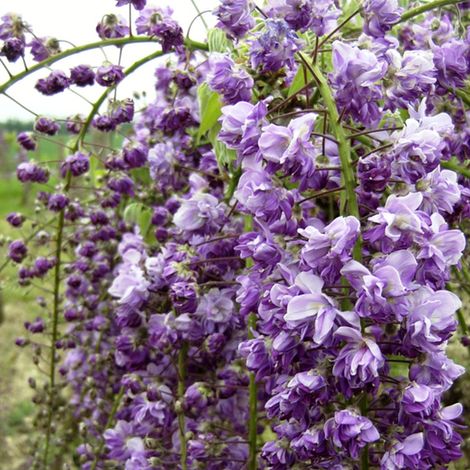 Glycine Japonaise 'Violacea Plena' - 50-60 cm pot