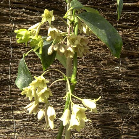 Holboellia coriacea/Godet - 5/20 cm