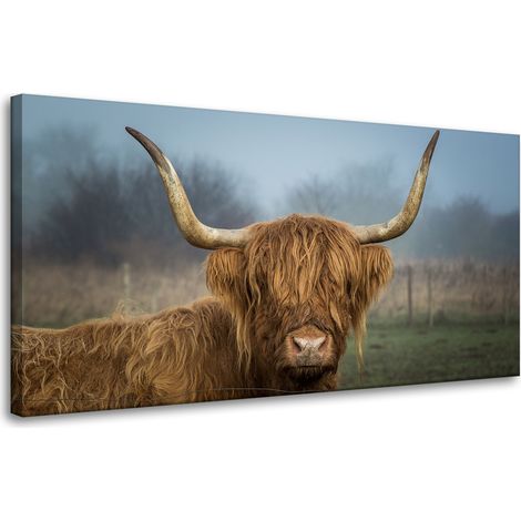 Leinwanddruck Tiere Schottische Kuh 80x40 cm