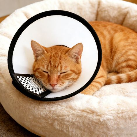 Chiens et chats : collerette de protection confortable, collier élisabéthain réglable anti-léchage (1/5)