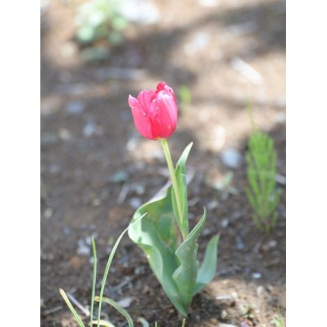 Tulipe Triomphe Barcelona (par 10) (1/2)