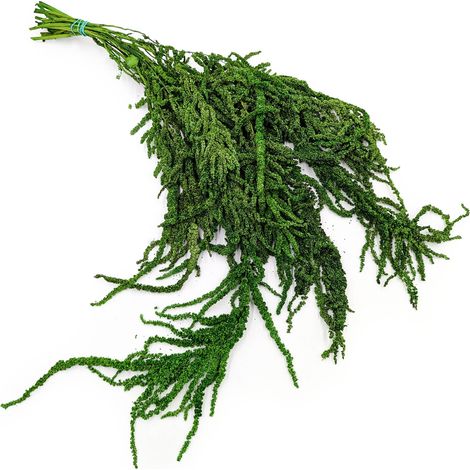 Amaranto stabilizzato - Amaranto - Verde