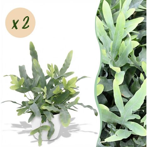 Lot de 2 Plantes d'Intérieur Phlebodium aureum Blue Star Fougère Bleue avec Pot Blanc H25cm - PANGIVO (1/5)