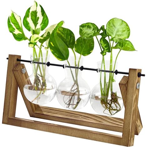 Station de Propagation des Plantes Hydroponiques avec Support en Bois - 3 Vases en Verre pour Culture des Plantes Aquatiques et Décoration (1/5)