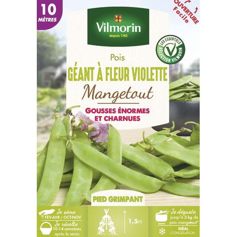 Pois Mangetout Géant à Fleur Violette - 10 m Vilmorin (1/2)