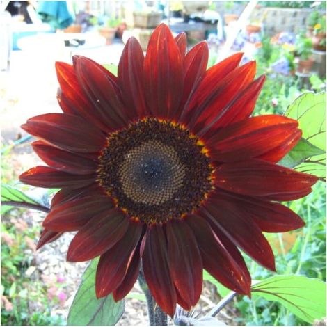 200 pièces Graines Tournesol Rouge Jardin – Variété Moulin Rouge, Fleurs pour Bouquet, Semis Facile et Croissance Rapide (1/5)