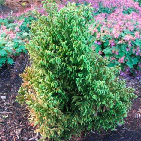 Cryptoméria du Japon Yokohama - Cryptomeria japonica Yokohama 20/30cm Pot 2,5L