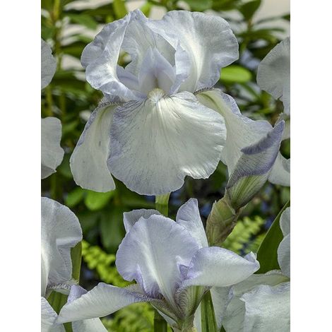 Iris des jardins 'English cottage' Pot de 1,5L/2L